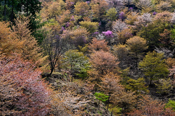 吉野山の行く春、散り際の良あいの山の山桜