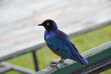 blue bird