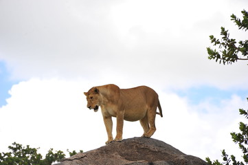 Obraz premium lion on a rock