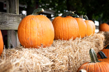 Ripe pumpkins displayed on bales of hay/straw in autumnal farm setting.