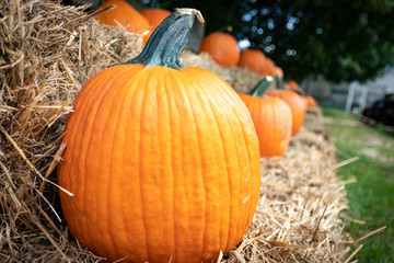 Ripe pumpkins displayed on bales of hay/straw in autumnal farm setting.
