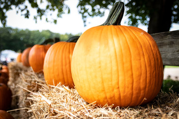 Ripe pumpkins displayed on bales of hay/straw in autumnal farm setting.