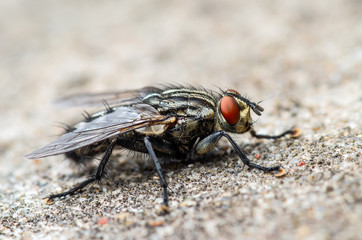 Diptera Meat Fly Insect On Rock