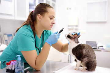 Veterinary doctor checks eyesight of a cat of the breed Cornish Rex