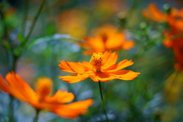 キバナコスモスのオレンジ色の花が咲く