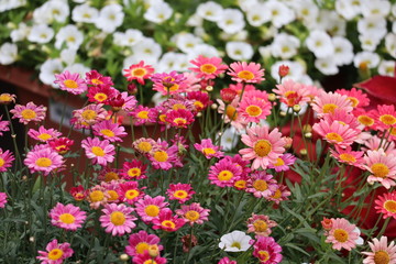 Fototapeta premium flowers in the garden