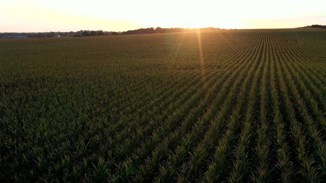 Sunrise Over the Corn Field (Drone Video)