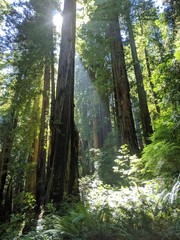 red wood trees in the forest