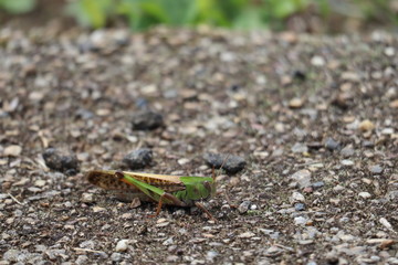 grasshopper