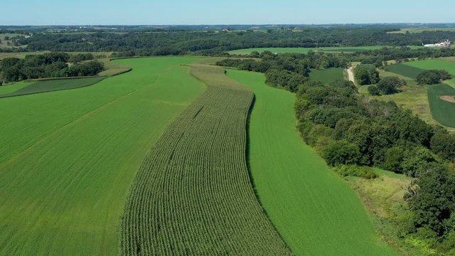 Winding Rows of Corn (Aerial Drone Video)