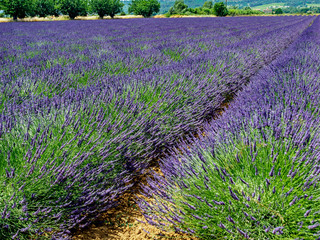 Fototapeta na wymiar angled tree-lined row of lavender leading to stone house in distance