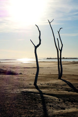 tree on the beach