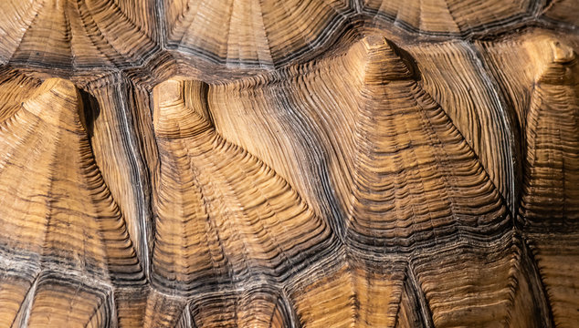 Beautiful textures and patterns of the African spurred tortoise