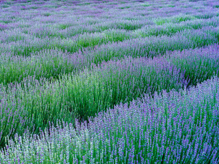 Fototapeta premium rows of lavender covering the full frame