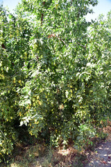 Fototapeta na wymiar Jujube jojoba plant tree