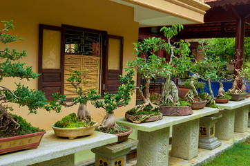 bonsai trees in a buddhist temple