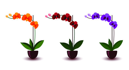 Phalaenopsis orchid pink violet lilac purple orange indoor houseplant. Set of three flowers with buds, green leaves, stem growing in clay pot. Botanical floral flat style vector illustration © Flying Master