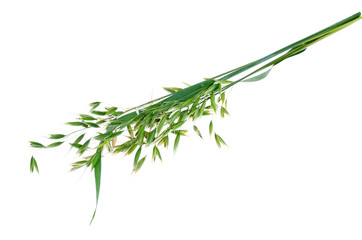Unripe green Oat ears (Avena sativum), isolated on white background