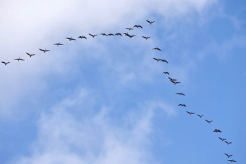 Flock of migrating geese flying in v-formation on blue sky with beautiful clouds