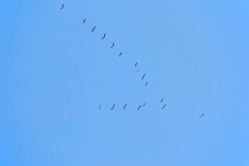 Flock of migrating geese flying in v-formation on blue sky