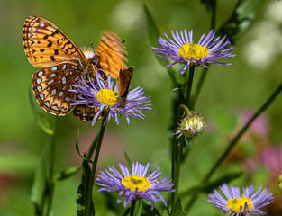 Great Spangled Fritillary Butterfly and Skipper Sipping, and Sharing, Nectar from Purple Flower on...