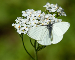 Margined White, Pieris marginalis, Butterfly on White Wildflowers, Bear Creek Trail, Telluride,...