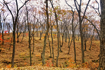 Fototapeta premium Autumn forest Landscape. bright yellow and red foliage