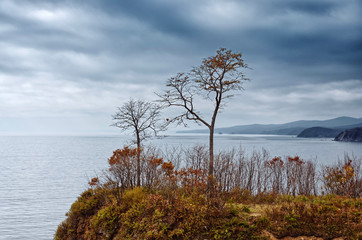 autumn landscape. lonely yellow trees on a cape on a background of the sea. Cloudy gray stormy sky darkened ocean