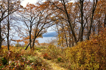 Fototapeta premium Autumn forest Landscape. bright yellow and red foliage on a sea background