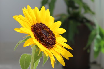 sunflower at home