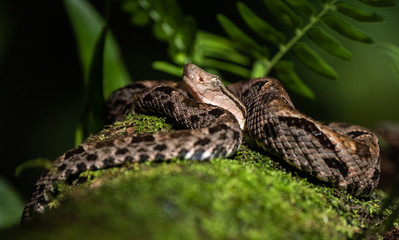 Naklejka premium Fer-de-lance in Costa Rica 