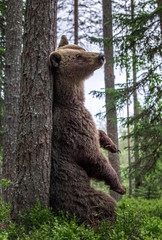 Fototapeta na wymiar Brown Bear sitting leaning against a tree in a summer forest. Scientific name: Ursus Arctos. Green natural background. Natural habitat.