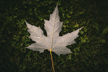 Maple Leaf