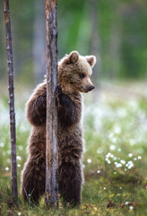 Fototapeta na wymiar Brown bear cub stands on its hind legs by a tree in summer forest. Scientific name: Ursus Arctos ( Brown Bear). Green natural background. Natural habitat, summer season.