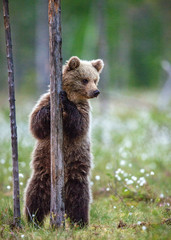 Brown bear cub stands on its hind legs by a tree in  summer forest. Scientific name: Ursus Arctos ( Brown Bear). Green natural background. Natural habitat, summer season.