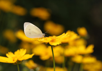 butterfly on yellow flower