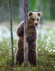 Fototapeta premium Brown bear cub stands on its hind legs by a tree in summer forest and shows tongue. Scientific name: Ursus Arctos ( Brown Bear). Green natural background. Natural habitat, summer season.