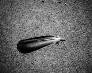 Feather