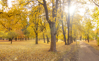 Fall scene with large trees in the park and yellow leaves with a path, sunlight shining through with glare