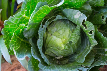 Obraz premium Fresh cabbage from nature