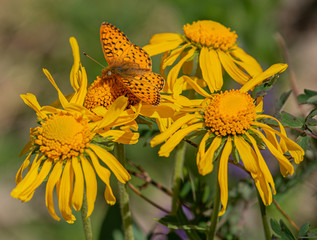 Orange Colorado Butterfly on Yellow Wildflowers