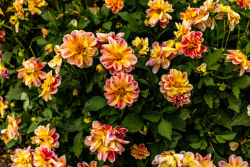 Pretty Vibrant Flowers