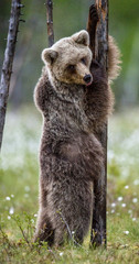 Brown bear cub stands on its hind legs by a tree in  summer forest and  shows tongue. Scientific name: Ursus Arctos ( Brown Bear). Green natural background. Natural habitat, summer season.