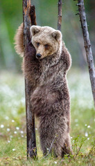 Brown bear cub stands on its hind legs by a tree in  summer forest. Scientific name: Ursus Arctos ( Brown Bear). Green natural background. Natural habitat, summer season.