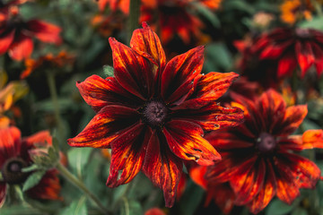 Bright Orange Flower