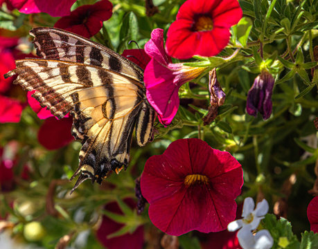 Western Tiger Swallowtail Hidden in Red Petunia Flower, Ouray, Colorado