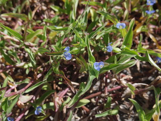 Close up of Asiatic dayflower