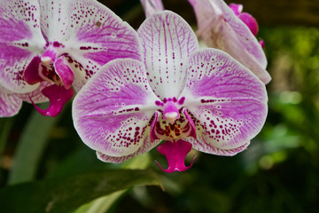A mottled pink and white phalaenopis orchid 