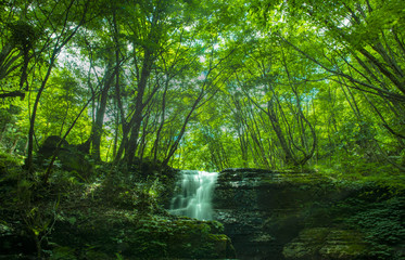 兵庫県・緑深い峡谷の風景