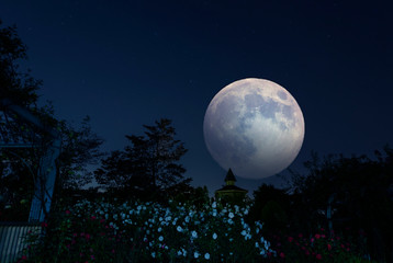 Fototapeta na wymiar 白と赤のバラ園を照らすお月様